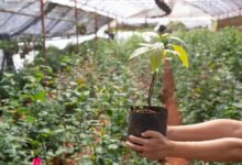 Ixora (Ixora coccinea): Tudo que Você Precisa Saber Sobre Essa Planta